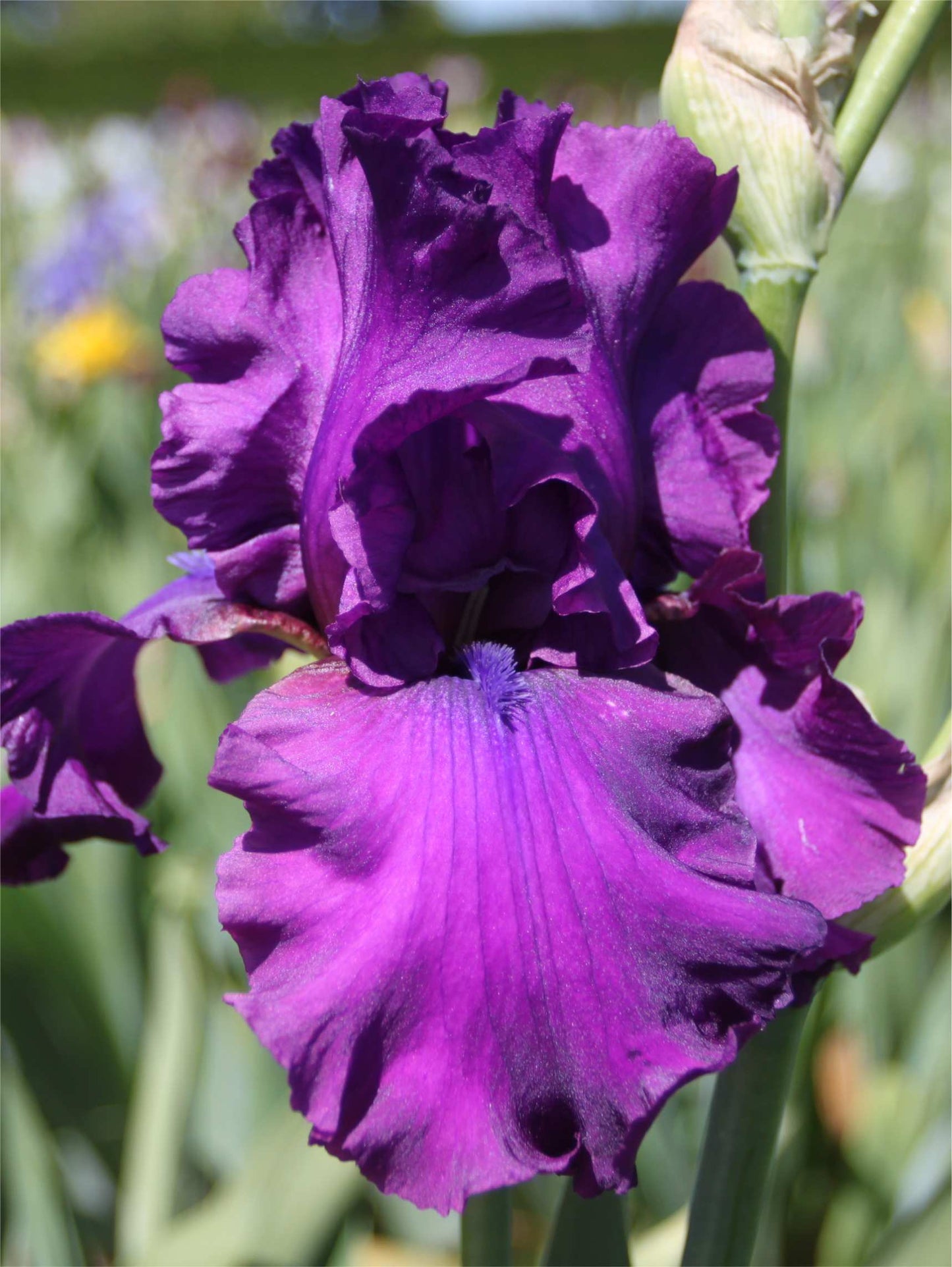 Sultry Mood TB Iris (Schreiner 1989)