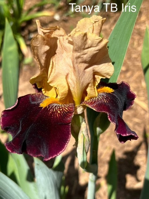 Tanya TB Historical Iris (Deforest 1969)
