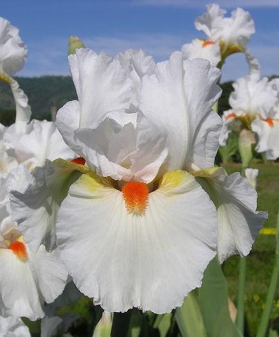 White Hot TB Iris (Tasco 2008)