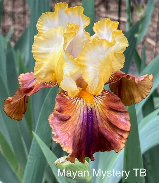 Mayan Mysteries TB Iris (Van Liere 2011)