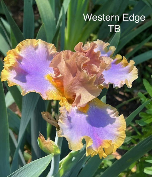 Western Edge TB Iris (Mego 2015)