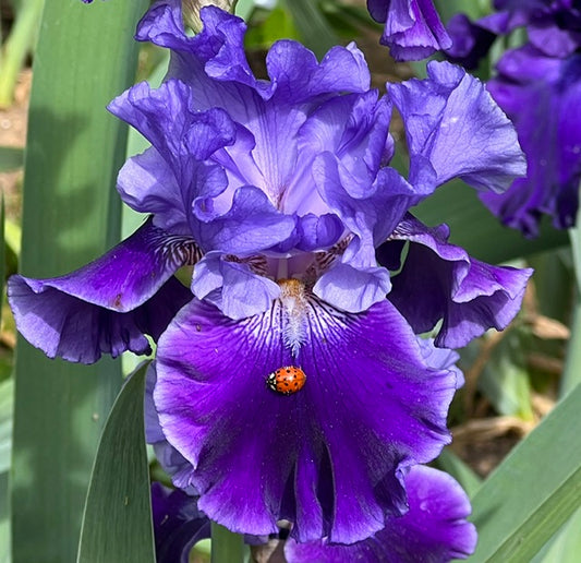 Cyber Grape TB Iris (Schreiner 2016)