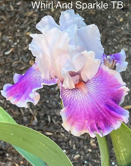 Whirl and Sparkle TB Iris (Black 2018)