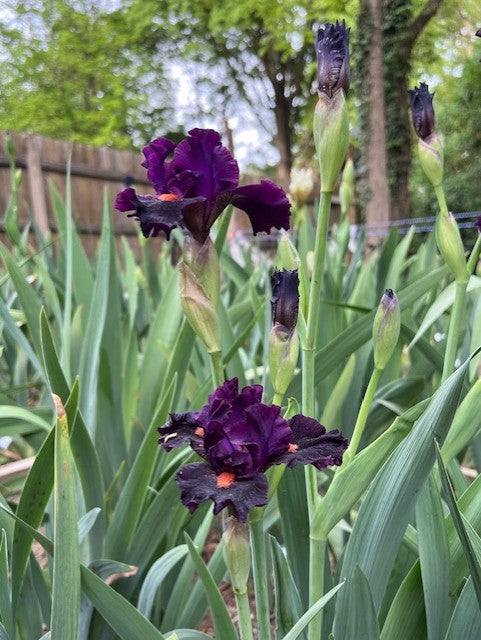 Black Comedy ITB Iris (Black 2017)
