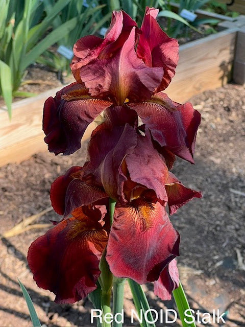 NOID #005 Dark Big Red TB Iris