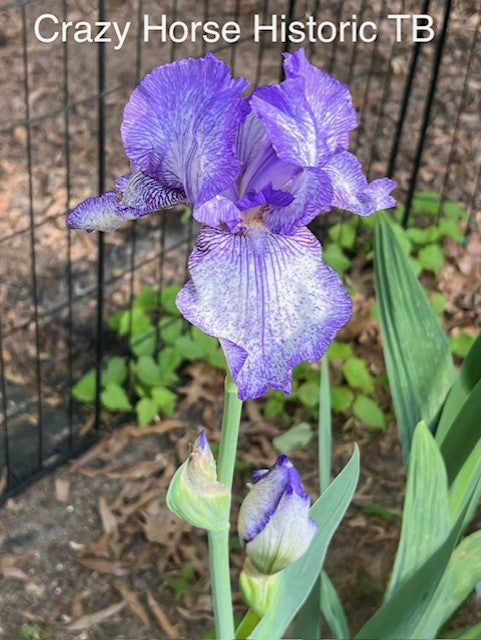 Crazy Horse TB Iris (Hedgecock 1990)