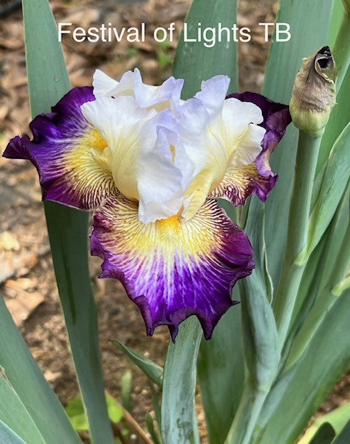 Festival of Lights TB Iris (Johnson 2022)