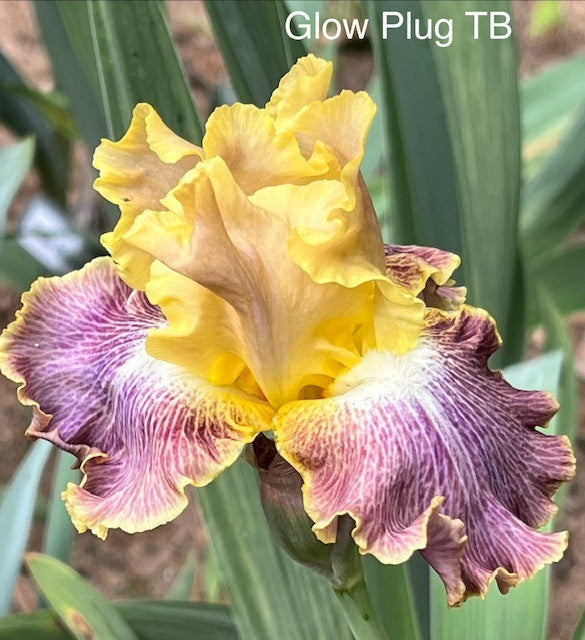 Glow Plug TB Iris (Sutton 2016)