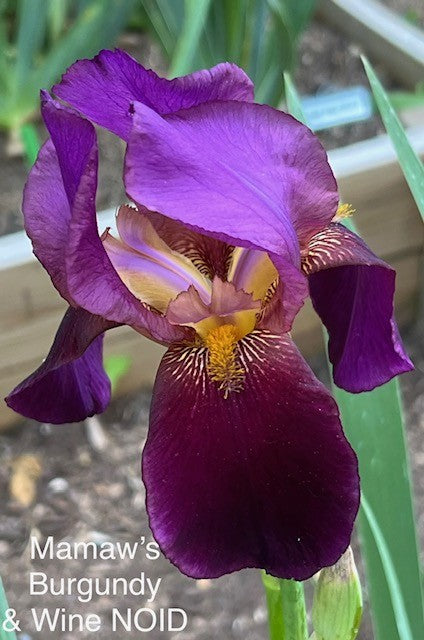 Mamaw's NOID #003 Wine and Burgundy TB Iris