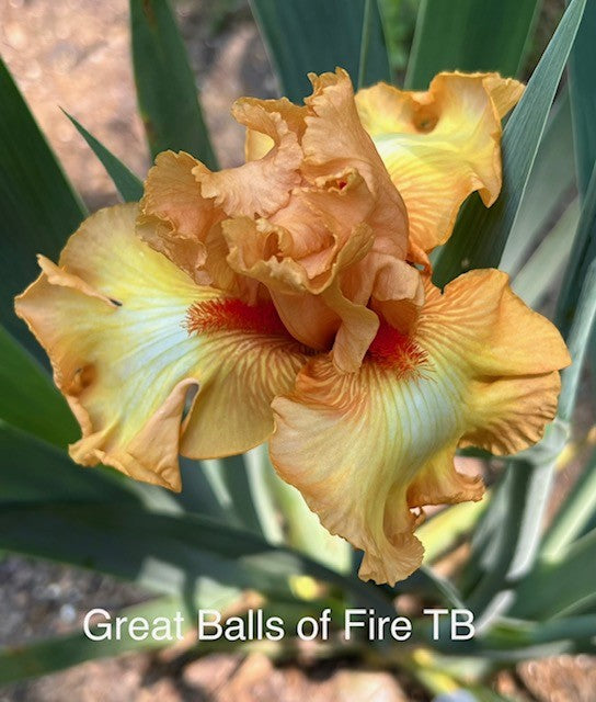 Great Balls of Fire TB Iris (Aitken 2011)