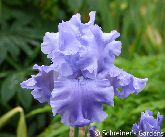Abiqua Falls TB Iris (Schreiner 2003)