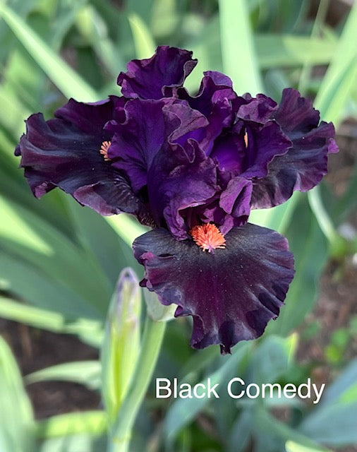Black Comedy ITB Iris (Black 2017)