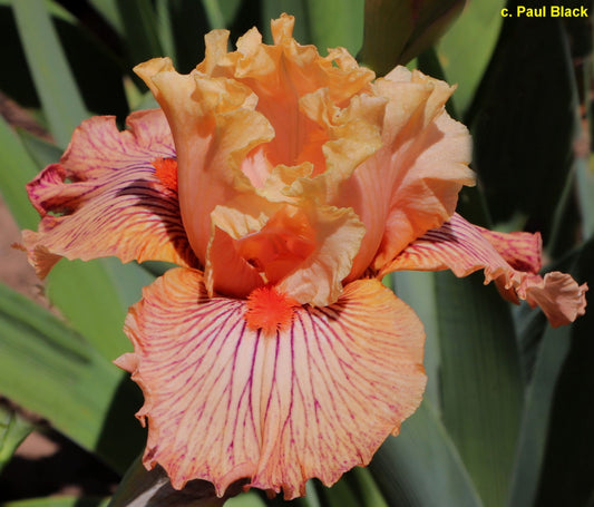 Adrenaline Junkie TB (Black 2022)