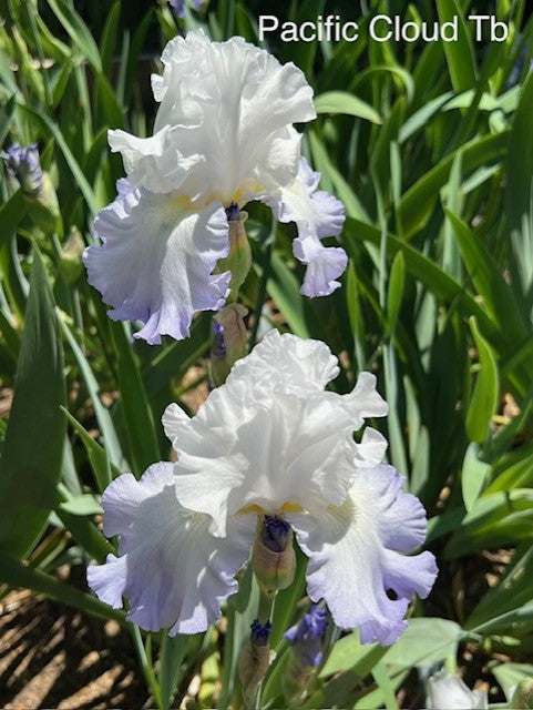 Pacific Cloud TB Iris (Lauer 1997)