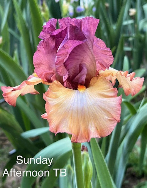 Sunday Afternoon TB Iris (Lauer 2019)