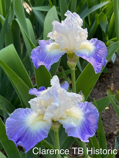 Clarence TB Historic Iris (Zubrigg 1990)