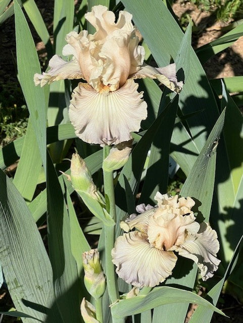 Calming Effect BB Iris (Sutton 2022)