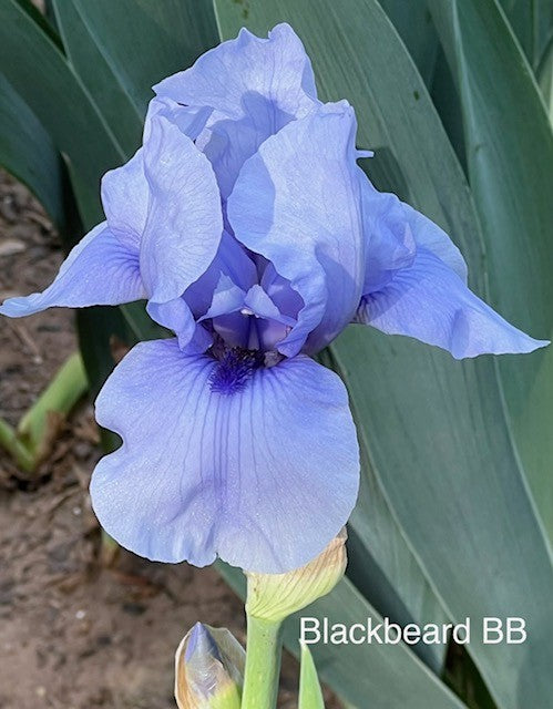Blackbeard BB Iris (Weiler 1988)
