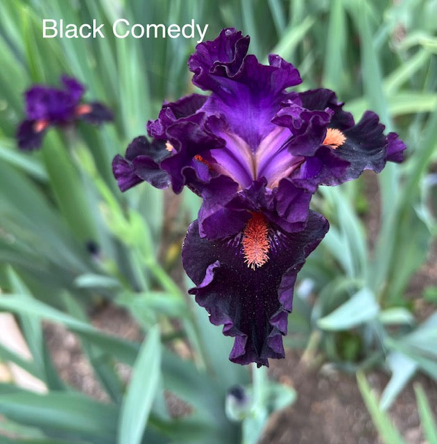 Black Comedy ITB Iris (Black 2017)