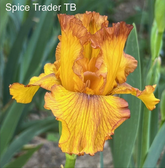 Spice Trader TB iris (Painter 2009)