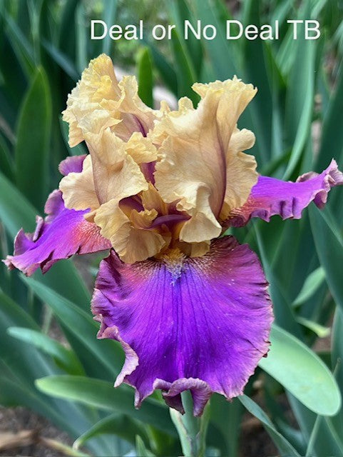 Deal or No Deal TB Iris (Black 2012)