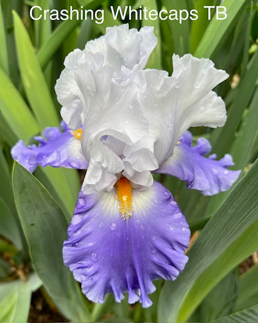 Crashing Whitecaps TB Iris (Black 2020)