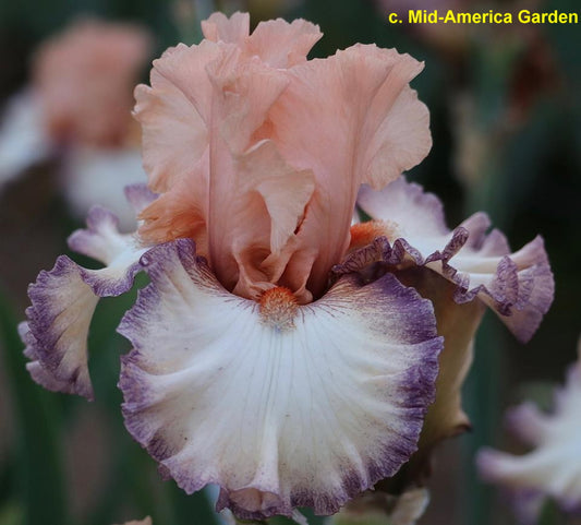 Beautician TB Iris (Johnson 2019)