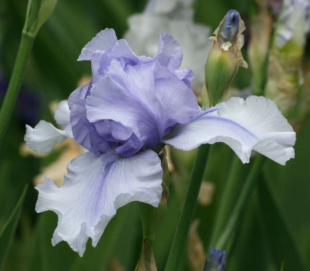 Bye Bye Blues TB Iris (Sutton 1996)
