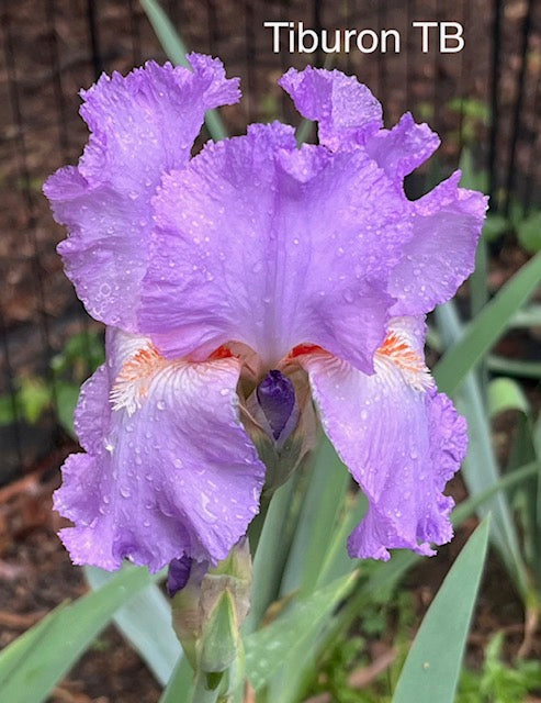 Tiburon TB Historical Iris (Gaulter 1971)
