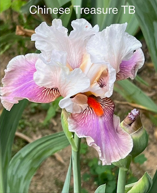 Chinese Treasure TB Iris (Blyth 1981)