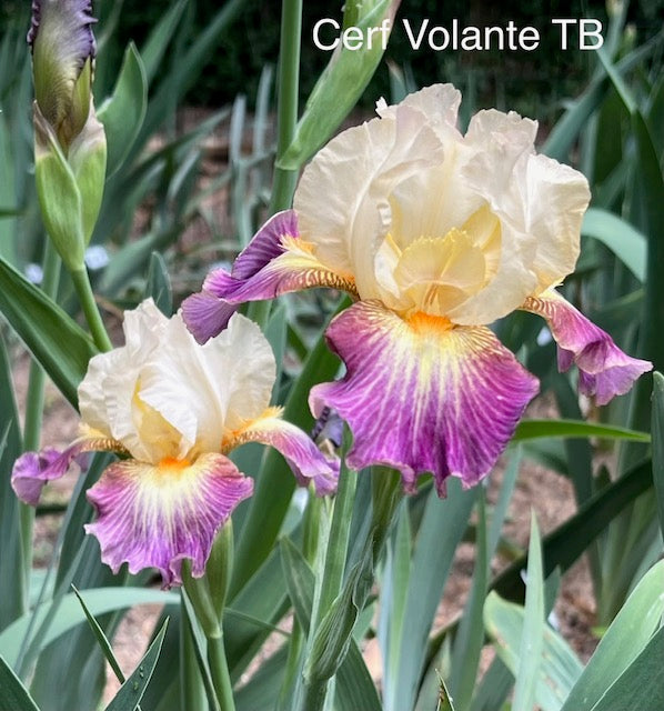 Cerf Volant TB Iris (Cayeux 2002)