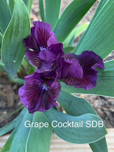 Grape Cocktail SDB Iris (Sutton 2020)