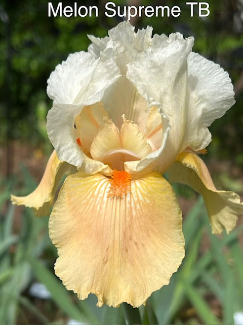 Melon Supreme TB Iris (Niswonger 1979)