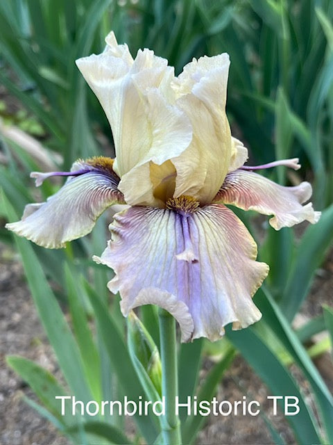 Thornbird TB Iris (Byers 1988)
