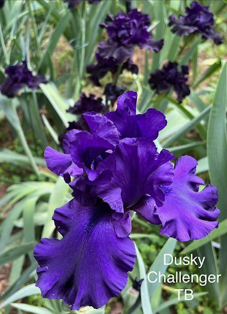 Dusky Challenger TB Iris (Schreiner 1986)