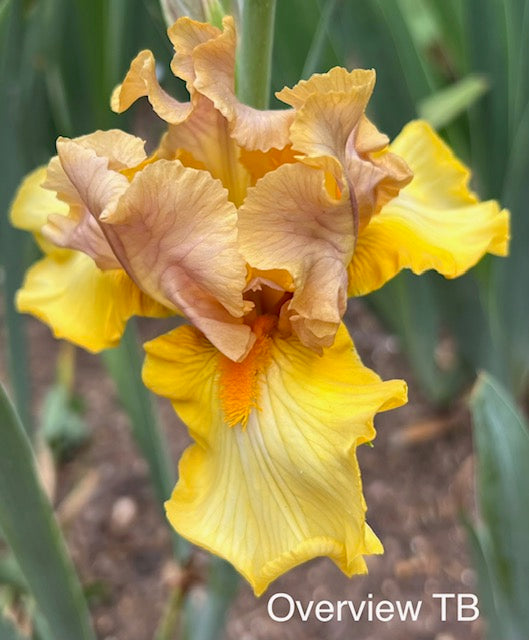 Overview TB Iris (Keppel 2011)