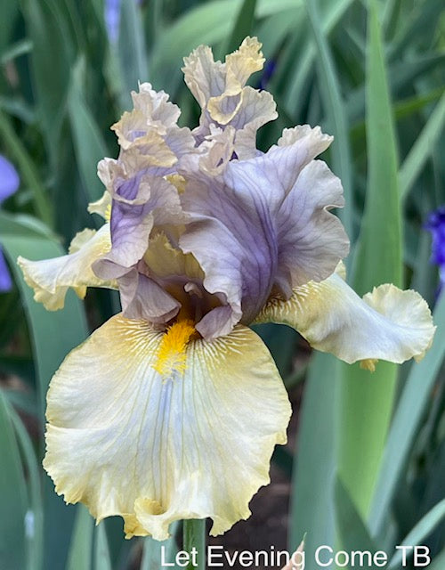 Let Evening Come TB Iris (Schreiner 2018)