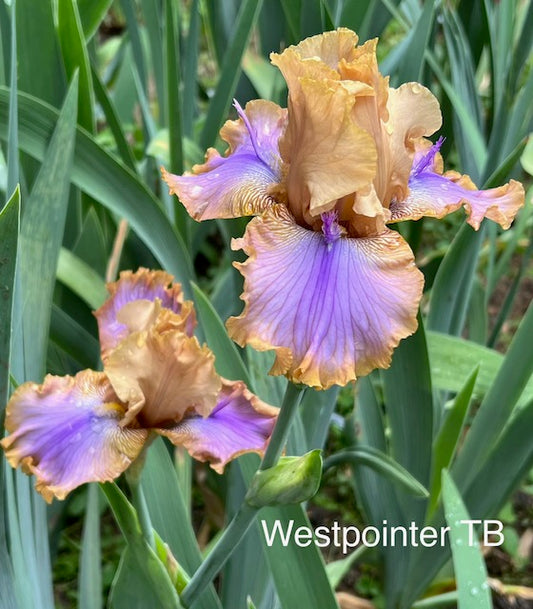 West Pointer TB Iris (Sutton 2001)