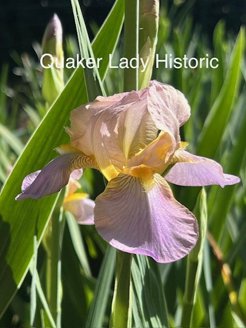 Quaker Lady TB Historical Iris (Farr 1909)