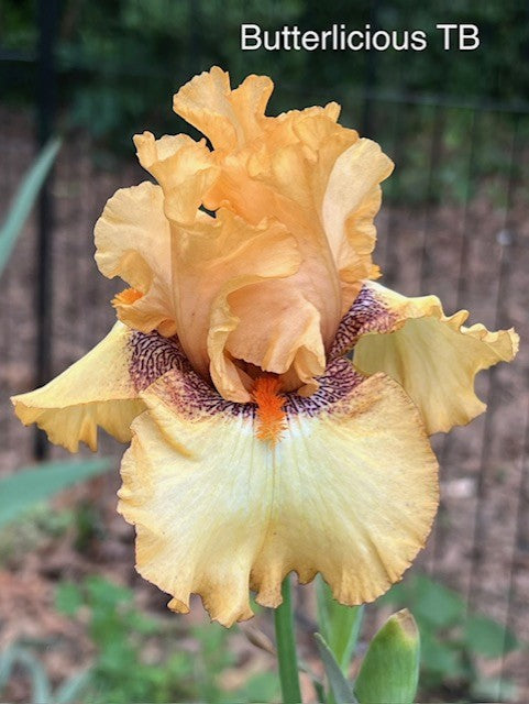 Butterlicious TB Iris (Schreiner 2018)