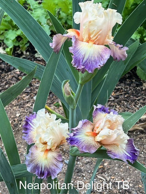 Neapolitan Delight TB Iris (Johnson 2024)