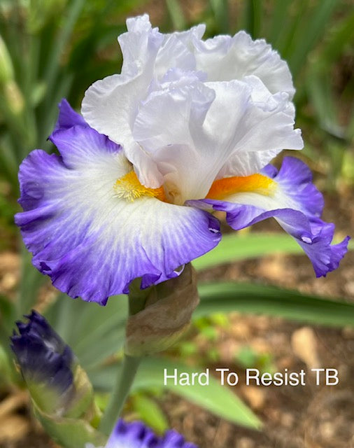 Hard To Resist TB Iris (Johnson 2016)