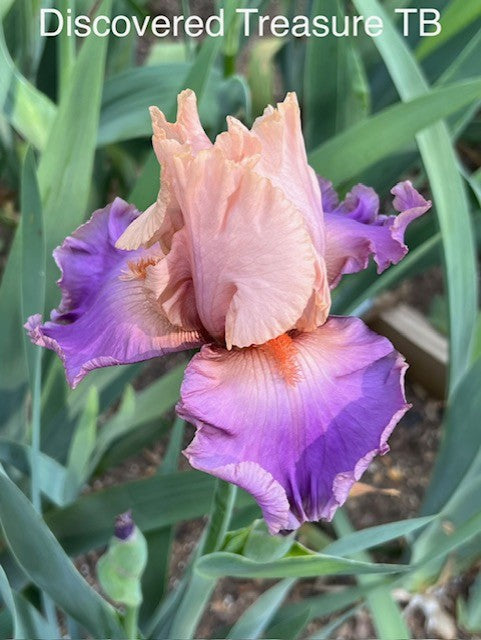 Discovered Treasure TB Iris (Johnson 2005)