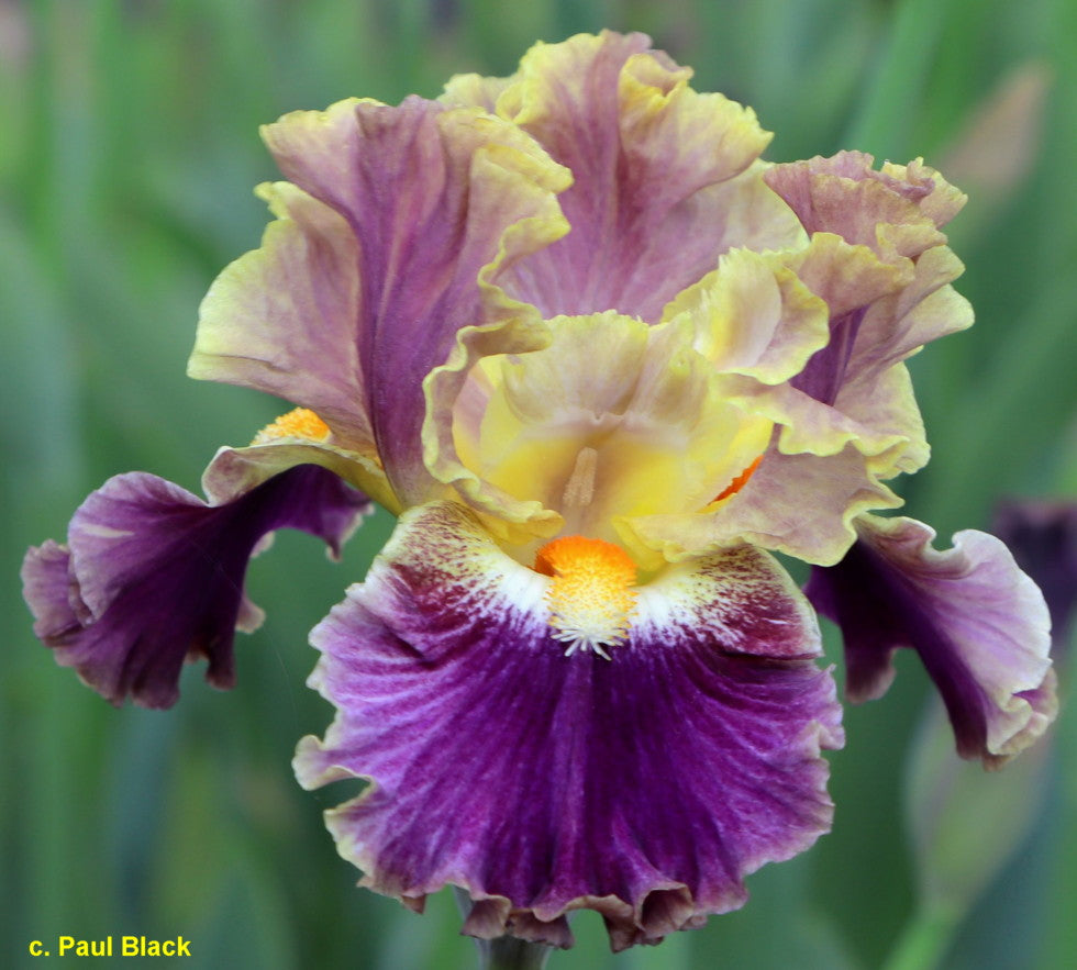 Cher's Fancy Idea TB Iris (Black 2022)