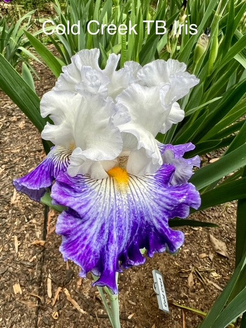 Cold Creek TB Iris (Sutton 2010)