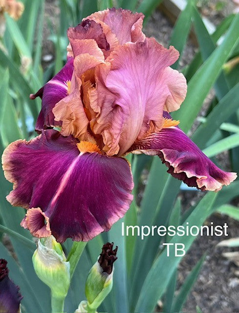 Impressionist TB Iris (Ghio 1987)