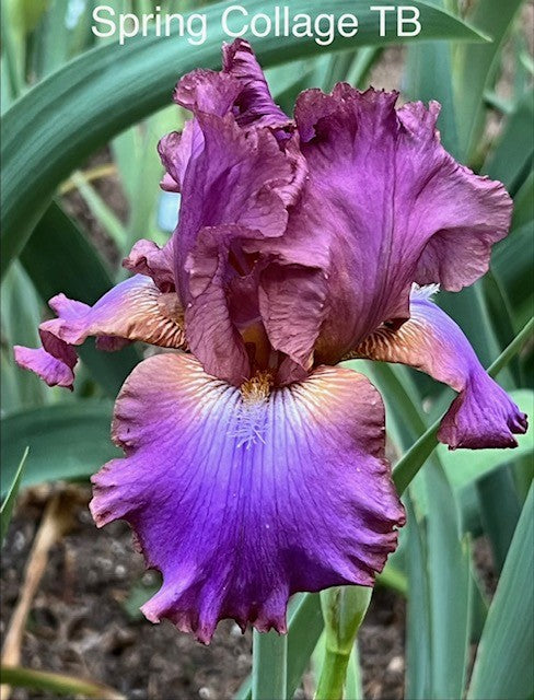 Spring Collage TB Iris (Hedgcock 2015)