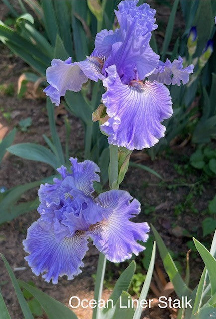 Ocean Liner TB Iris (Keppel 2016)