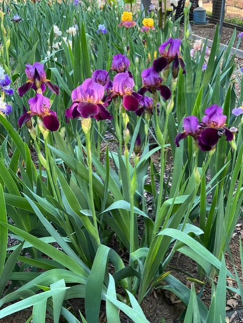 Mamaw's NOID #003 Wine and Burgundy TB Iris