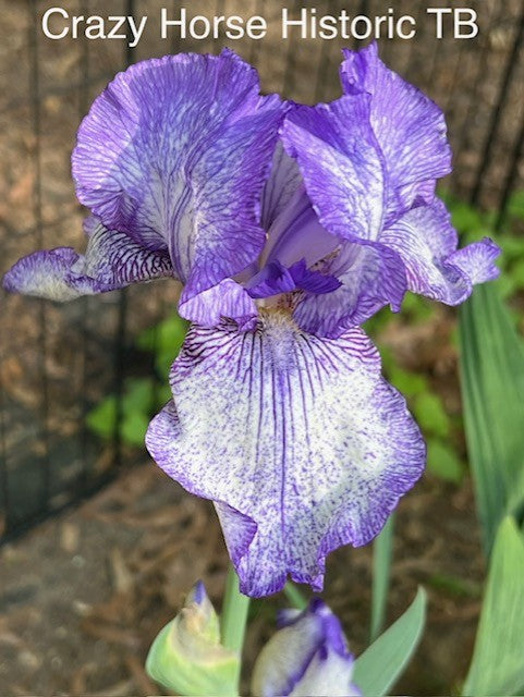 Crazy Horse TB Iris (Hedgecock 1990)